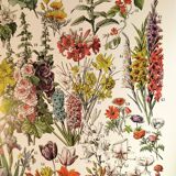 Poster of "amaranth" flowers, based on a 1928 lithograph