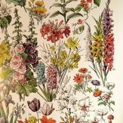 Affiche sur les fleurs "amarante", d'après une lithographie de 1928