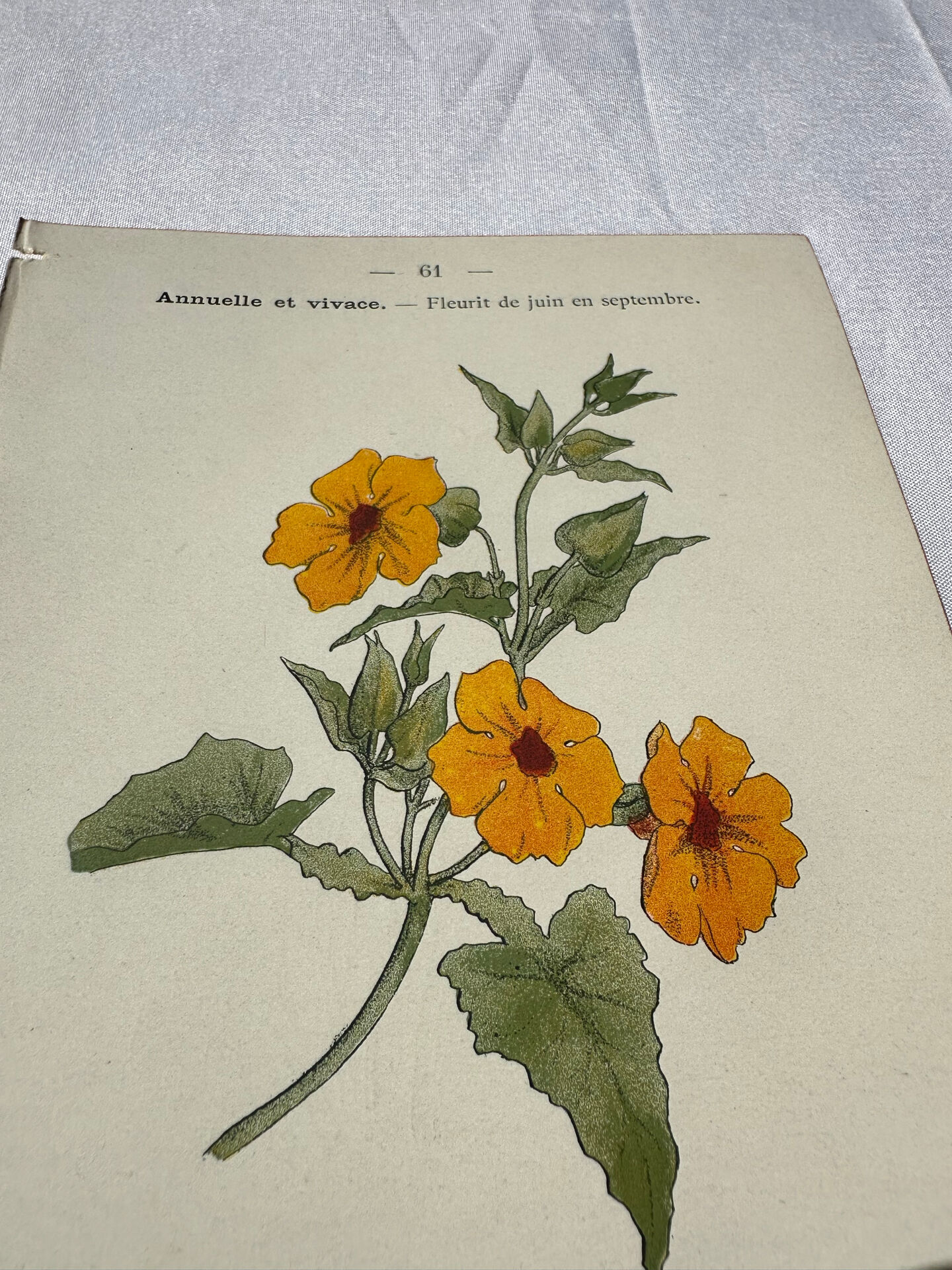 🌿 Botanical Plate Old Naturalist Engraving 19th Century Double-Sided
