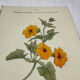 🌿 Botanical Plate Old Naturalist Engraving 19th Century Double-Sided