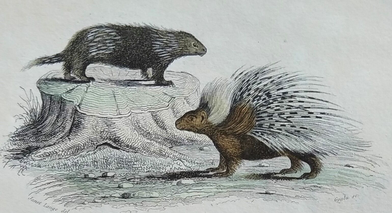 Original zoological plate " urson, porcupine, tamanoir,... - buffon 1840