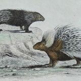 Original zoological plate " urson, porcupine, tamanoir,... - buffon 1840