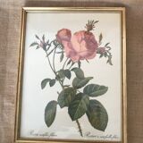 Framed botanical plank