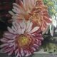 Deux tableaux fleurs  1922