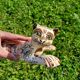 Bouquetieres Zoomorphes Chats Desvres peints Mains