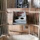 Cage à oiseaux