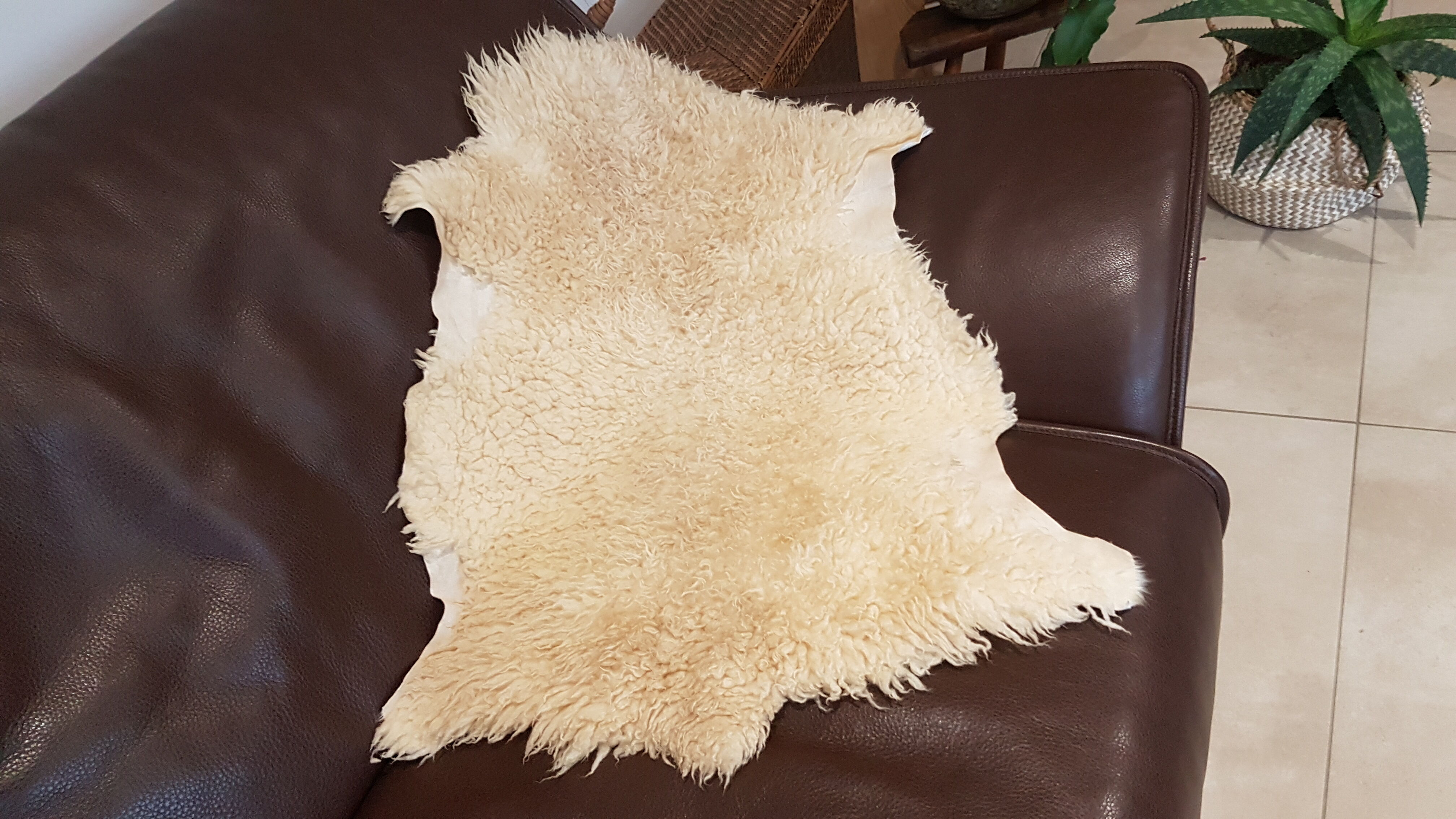 Tanned sheepskin