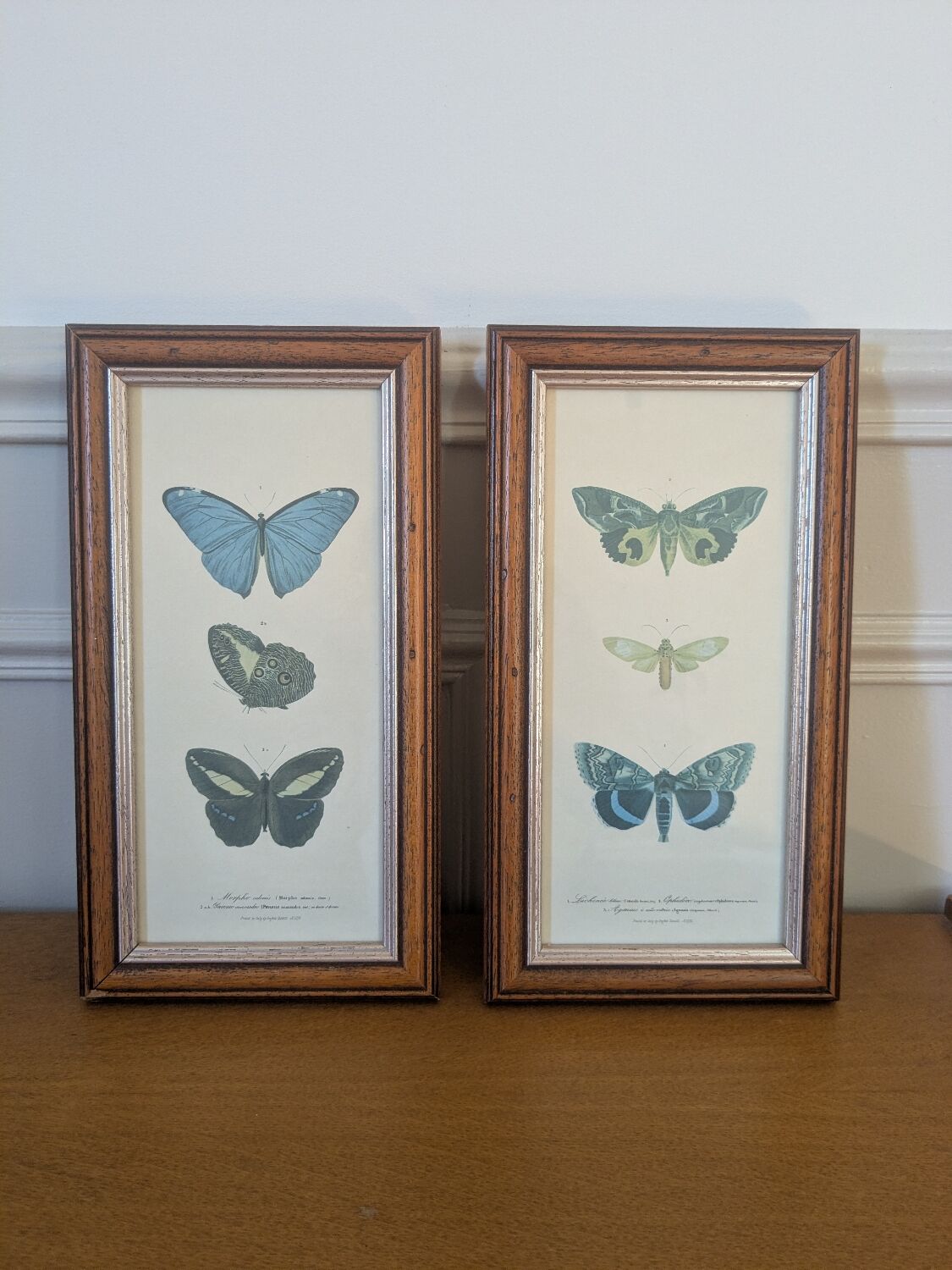 Lithographies de papillons