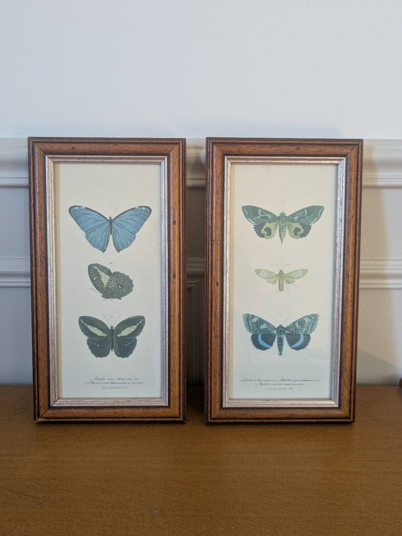 Lithographs of butterflies