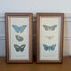 Lithographies de papillons