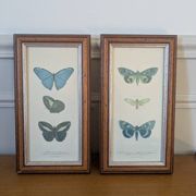 Lithographs of butterflies