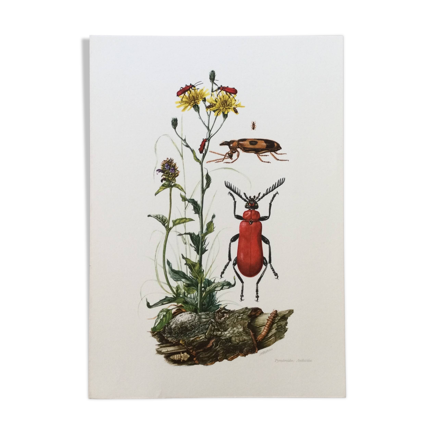 Antique Insect Illustration, Vintage Print, 1960s