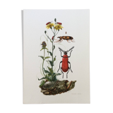 Antique Insect Illustration, Vintage Print, 1960s