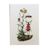 Illustration ancienne Insectes, impression vintage, années 60