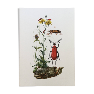 Illustration ancienne Insectes, impression vintage, années 60