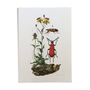 Antique Insect Illustration, Vintage Print, 1960s