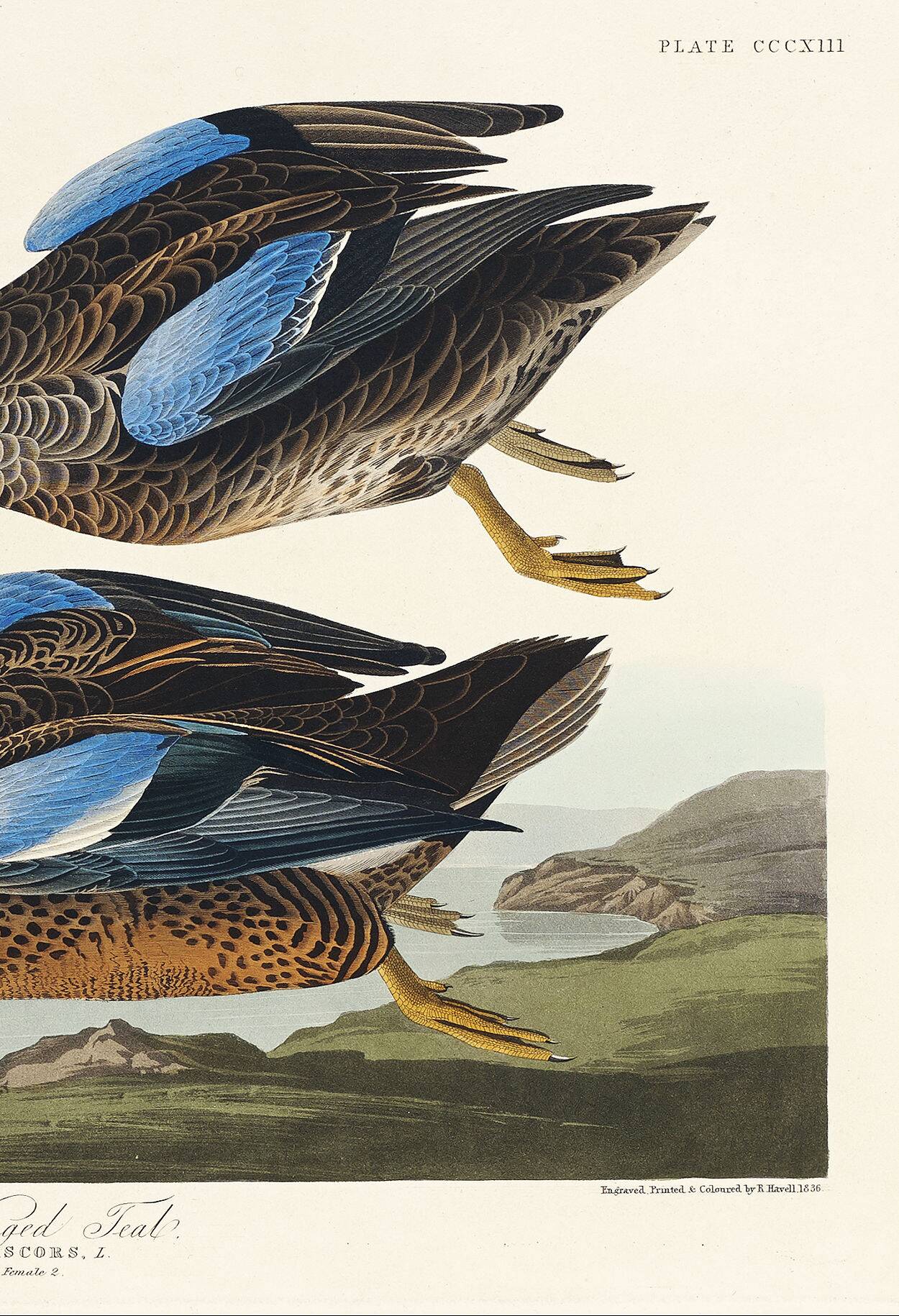 Poster of the Blue-winged Teal, after an old engraving