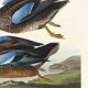 Poster of the Blue-winged Teal, after an old engraving