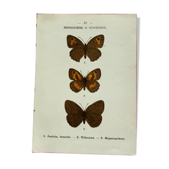 Vintage botanical plate antique butterfly engraving 1903 double-sided G. Denise