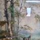 Pair of paintings