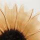 Plat tournesol en verre moulé pressé circa 1960