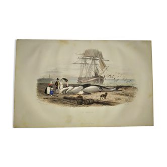 Planche zoologique originale de 1839 " le requin "