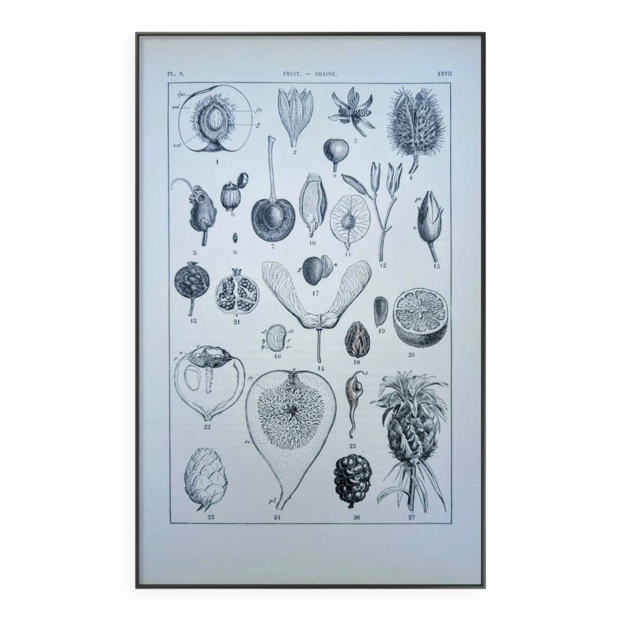 Printed in 1889, fruits and seeds. Antique botanical plate.