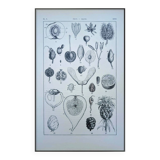 Printed in 1889, fruits and seeds. Antique botanical plate.
