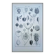 Printed in 1889, fruits and seeds. Antique botanical plate.
