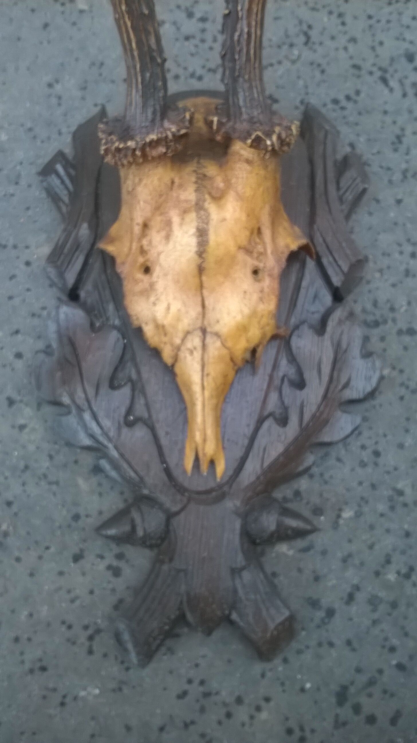 Crane chevreuil taxidermie