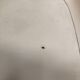 pair of armchairs la fonda design Charles Eames 1970