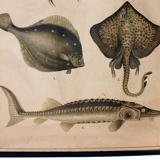 Affiche éducative, poissons, lithographie, 1914
