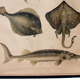 Affiche éducative, poissons, lithographie, 1914