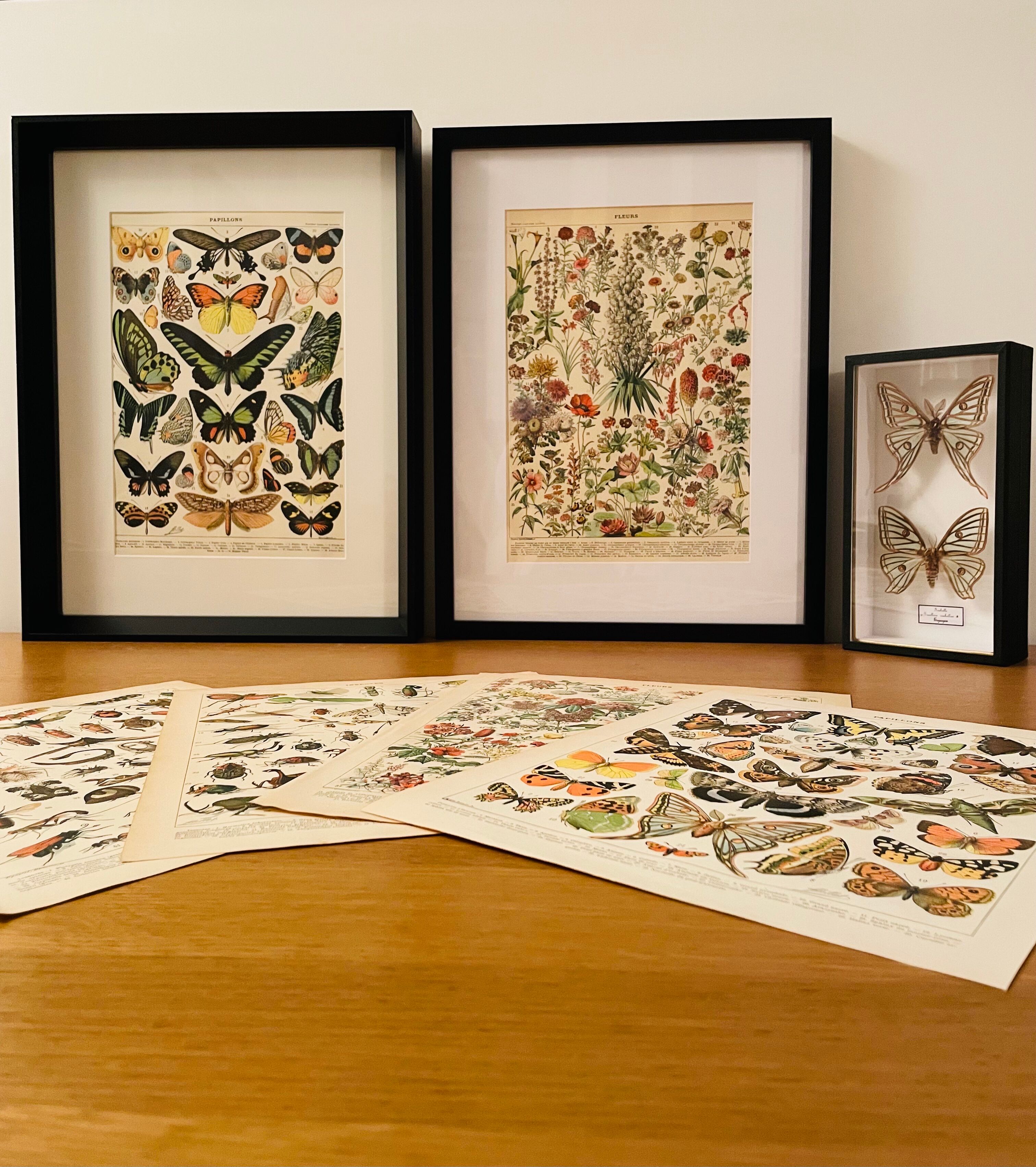 Lithograph on wood-boring insects (zeuzère) from 1907