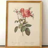Pink lithograph Redouté
