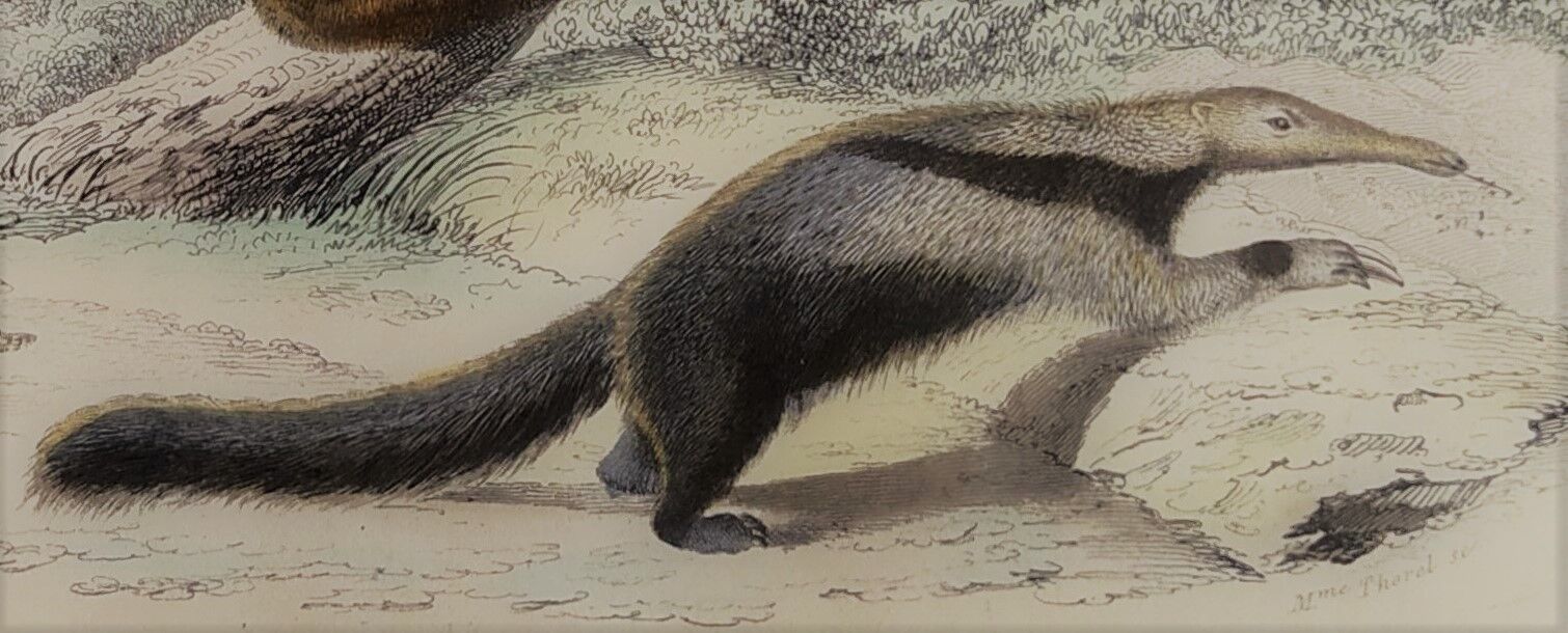 Original zoological board "tatou - cachicame - antelier tamanoir - unau " buffon 1838