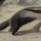Original zoological board "tatou - cachicame - antelier tamanoir - unau " buffon 1838