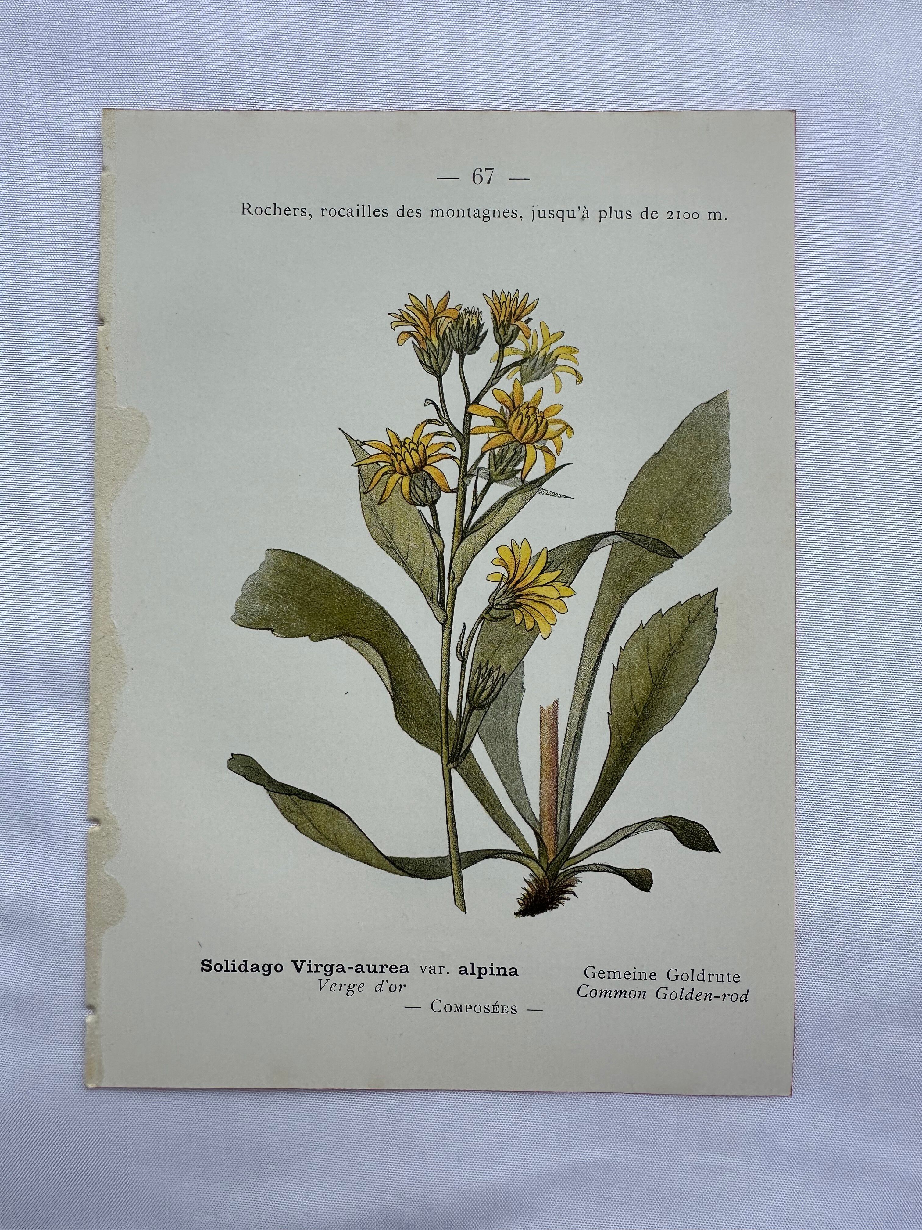 Old botanical engraving France double-sided