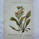 Old botanical engraving France double-sided