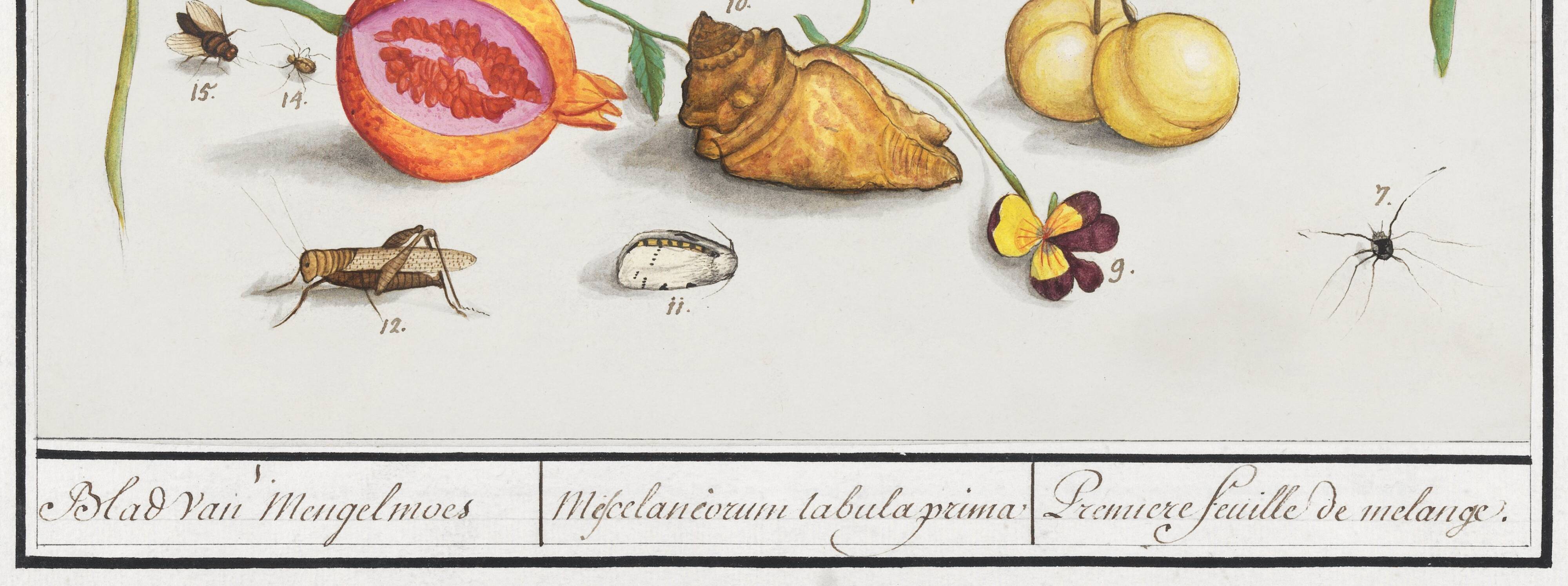 Small poster on "insects and flowers", after an old engraving by