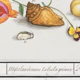 Small poster on "insects and flowers", after an old engraving by