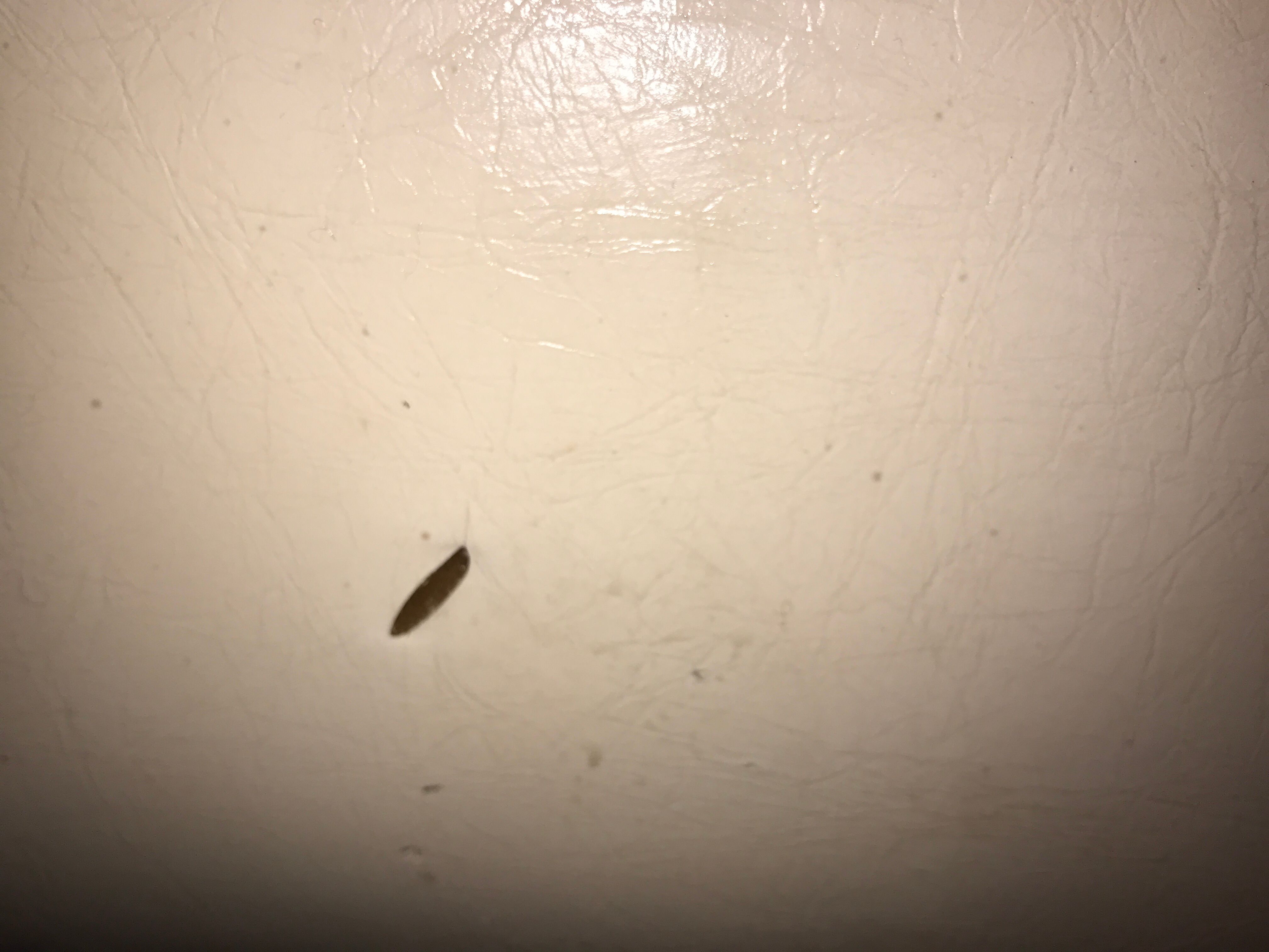 Anemone bed by Bernard Gauvin 1972