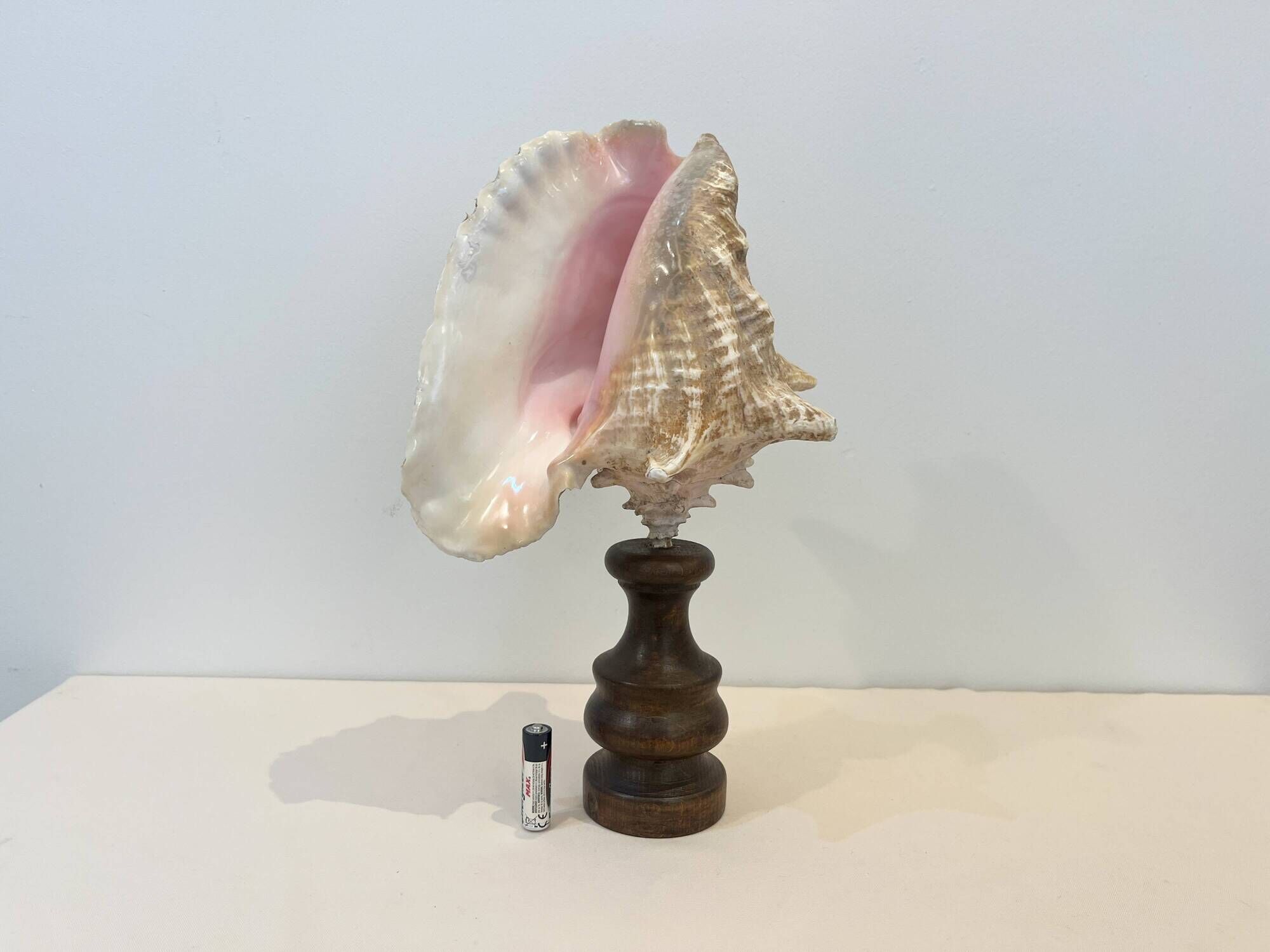 XXL Antique large conch shell on wooden base cabinet of curiosities