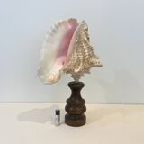 XXL Antique large conch shell on wooden base cabinet of curiosities