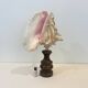 XXL Antique large conch shell on wooden base cabinet of curiosities