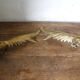 Brass pheasant couple