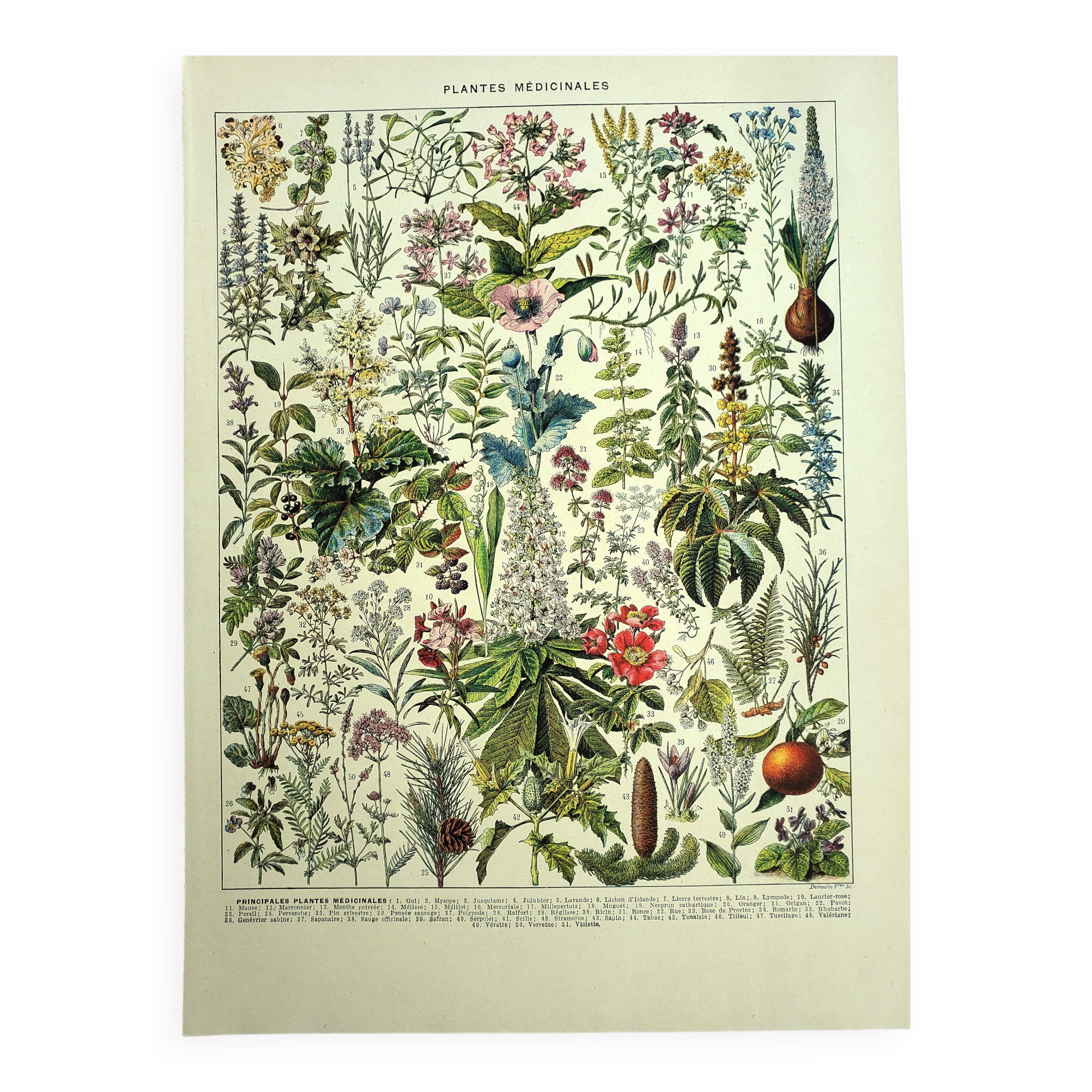Old engraving 1928 - Medicinal plants (2) by Millot. Herbalism