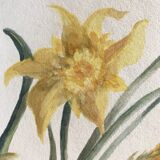 Daffodils, watercolor