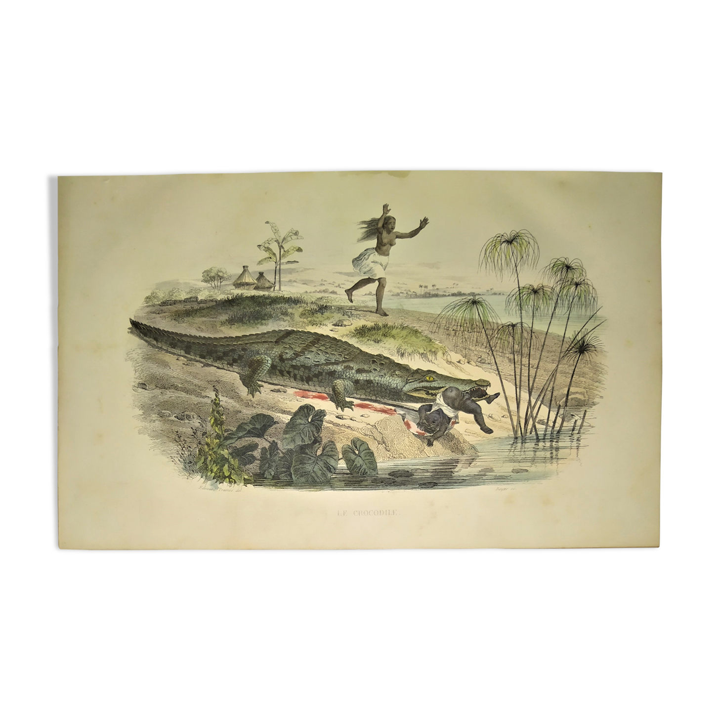 Original zoological plate of 1839 " the crocodile "
