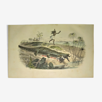 Planche zoologique originale de 1839 " le crocodile "